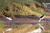 Black-winged Stilt (Himantopus himantopus) - Madagascar