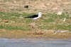 Black-winged Stilt (Himantopus himantopus) - Egypt