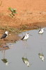 Echasse blanche (Himantopus himantopus) - Inde