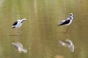 Echasse blanche (Himantopus himantopus) - Ethiopie