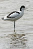 Avocette �l�gante (Recurvirostra avosetta) - France