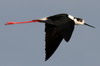 Black-winged Stilt (Himantopus himantopus) - Romania