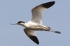 Pied Avocet (Recurvirostra avosetta) - Romania