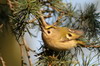 Goldcrest (Regulus regulus) - France