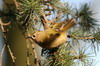 Goldcrest (Regulus regulus) - France