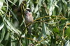 Eurasian Penduline-tit (Remiz pendulinus) - Romania