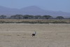 Secretarybird (Sagittarius serpentarius) - Kenya