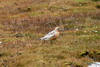 Bcasseau maubche (Calidris canutus) - Spitzberg