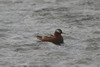 Phalarope  bec large (Phalaropus fulicarius) - Spitzberg