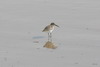 Dunlin (Calidris alpina) - France