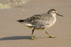 Red Knot (Calidris canutus) - France