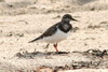 Ruddy Turnstone (Arenaria interpres) - France