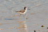 Common Greenshank (Tringa nebularia) - Madagascar