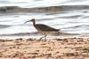 Courlis corlieu (Numenius phaeopus) - Madagascar