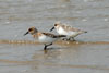 Bcasseau sanderling (Calidris alba) - France