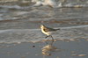 Sanderling (Calidris alba) - France