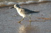 Red Knot (Calidris canutus) - France