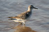 Bcasseau maubche (Calidris canutus) - France