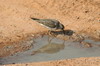 Temminck's Stint (Calidris temminckii) - India