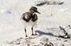 Ruddy Turnstone (Arenaria interpres) - Cuba