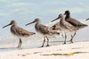 Bcassin  bec court (Limnodromus griseus) - Cuba