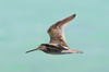 Short-billed Dowitcher (Limnodromus griseus) - Cuba