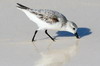 Sanderling (Calidris alba) - Cuba