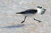 Sanderling (Calidris alba) - Cuba