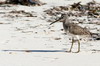 Bcassin  bec court (Limnodromus griseus) - Cuba