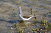 Chevalier cul-blanc (Tringa ochropus) - France