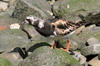 Ruddy Turnstone (Arenaria interpres) - Madeira