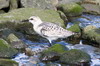 Bcasseau sanderling (Calidris alba) - Madre