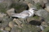 Bécasseau sanderling (Calidris alba) - Madère