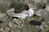 Sanderling (Calidris alba) - Madeira