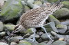 Whimbrel (Numenius phaeopus) - Madeira