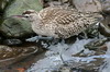 Courlis corlieu (Numenius phaeopus) - Madre