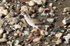 Common Redshank (Tringa totanus) - Madeira