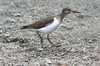 Chevalier guignette (Actitis hypoleucos) - Ethiopie