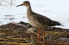 Ruff (Calidris pugnax) - Ethiopia