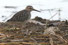 Wood Sandpiper (Tringa glareola) - Ethiopia