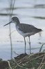 Common Greenshank (Tringa nebularia) - Ethiopia