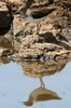 Green Sandpiper (Tringa ochropus) - Ethiopia