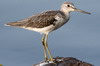 Common Greenshank (Tringa nebularia) - Ethiopia