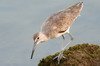 Willet (Tringa semipalmata) - Mexico