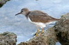 Spotted Sandpiper (Actitis macularius) - Mexico