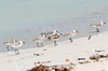 Bcasseau sanderling (Calidris alba) - Mexique