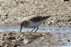 Baird's Sandpiper (Calidris bairdii) - Argentina