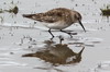 Baird's Sandpiper (Calidris bairdii) - Argentina