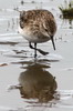 B�casseau de Baird (Calidris bairdii) - Argentine