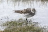 White-rumped Sandpiper (Calidris fuscicollis) - Argentina